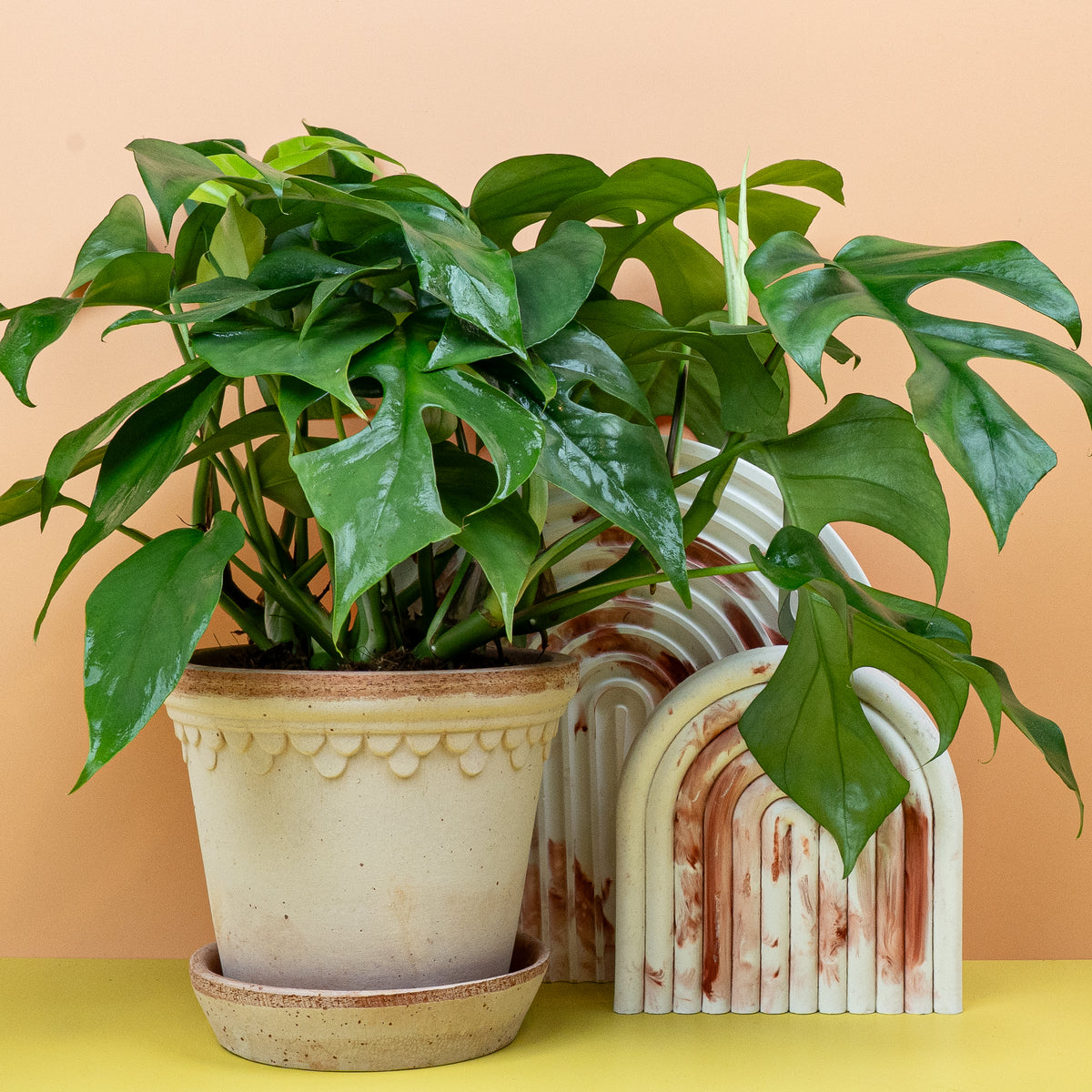 Monstera Minima – tropische Frische fürs Zuhause