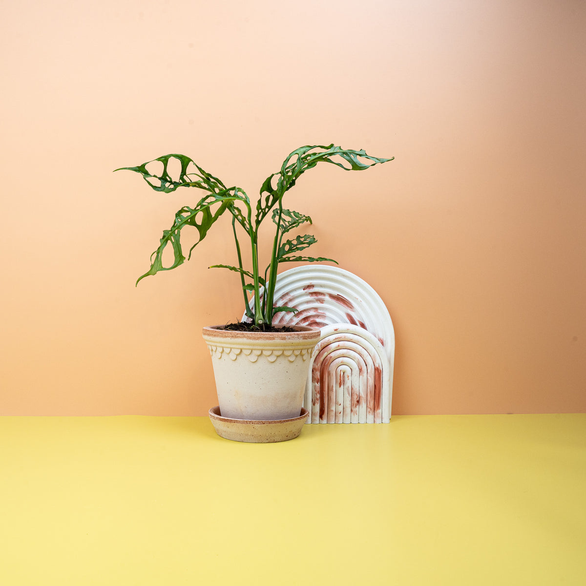 Monstera Obliqua Peru, extrem dünne Blätter