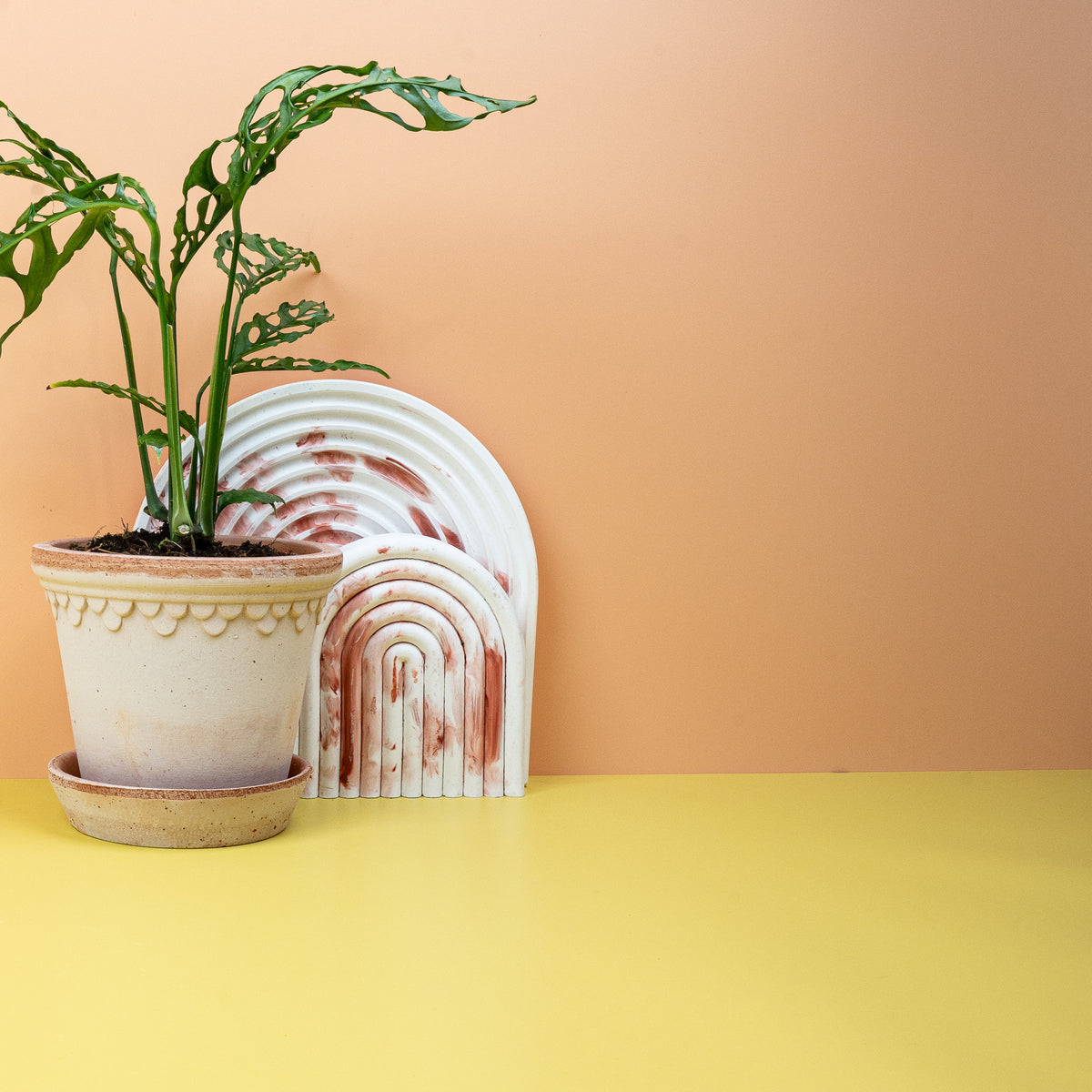 Monstera Obliqua Peru – hoher Fenestrationsanteil