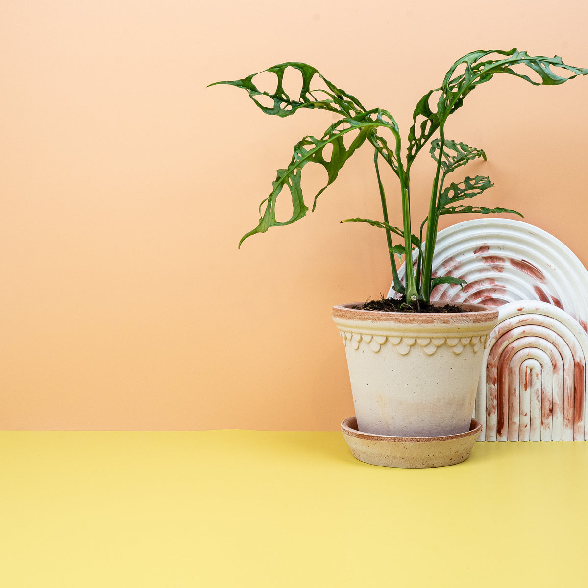 Monstera Obliqua Peru, filigrane Blattstruktur