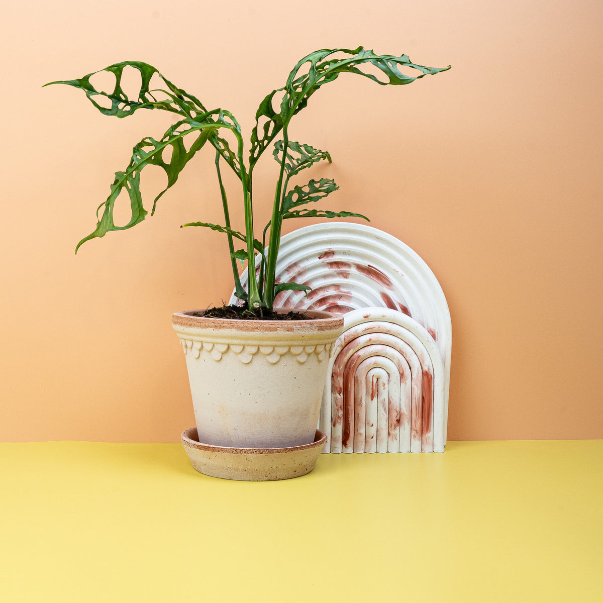 Monstera Obliqua Peru – seltene Sammlerpflanze – potflourri