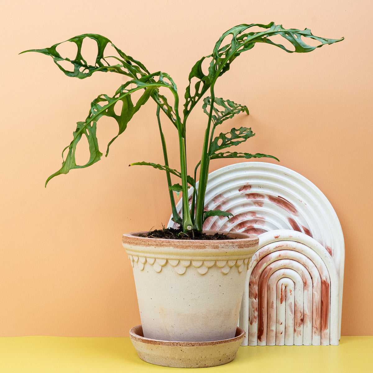 Monstera Obliqua Peru – tropischer Kletterwuchs