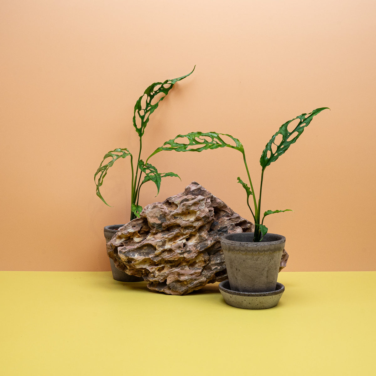 Monstera Obliqua Peru, zarte Blattstruktur
