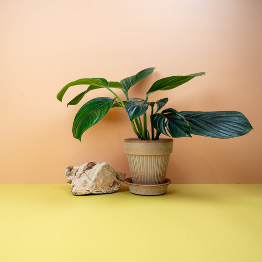 Monstera Pinnatipartita Dark, tiefgrüne Segmentblätter – potflourri