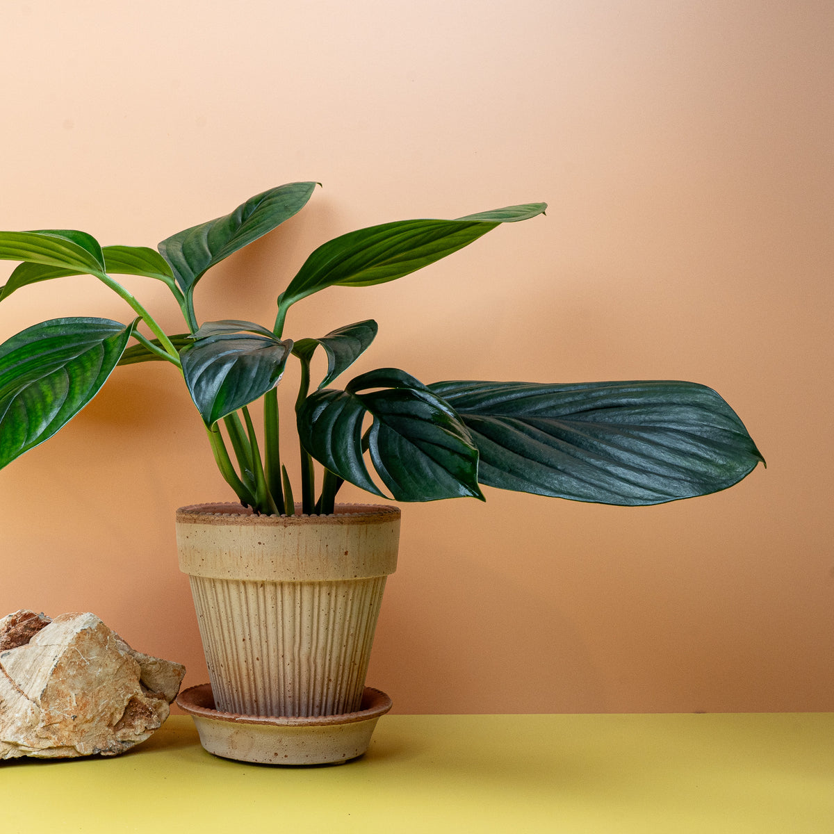 Monstera Pinnatipartita Dark als Kletterpflanze an Rankhilfe