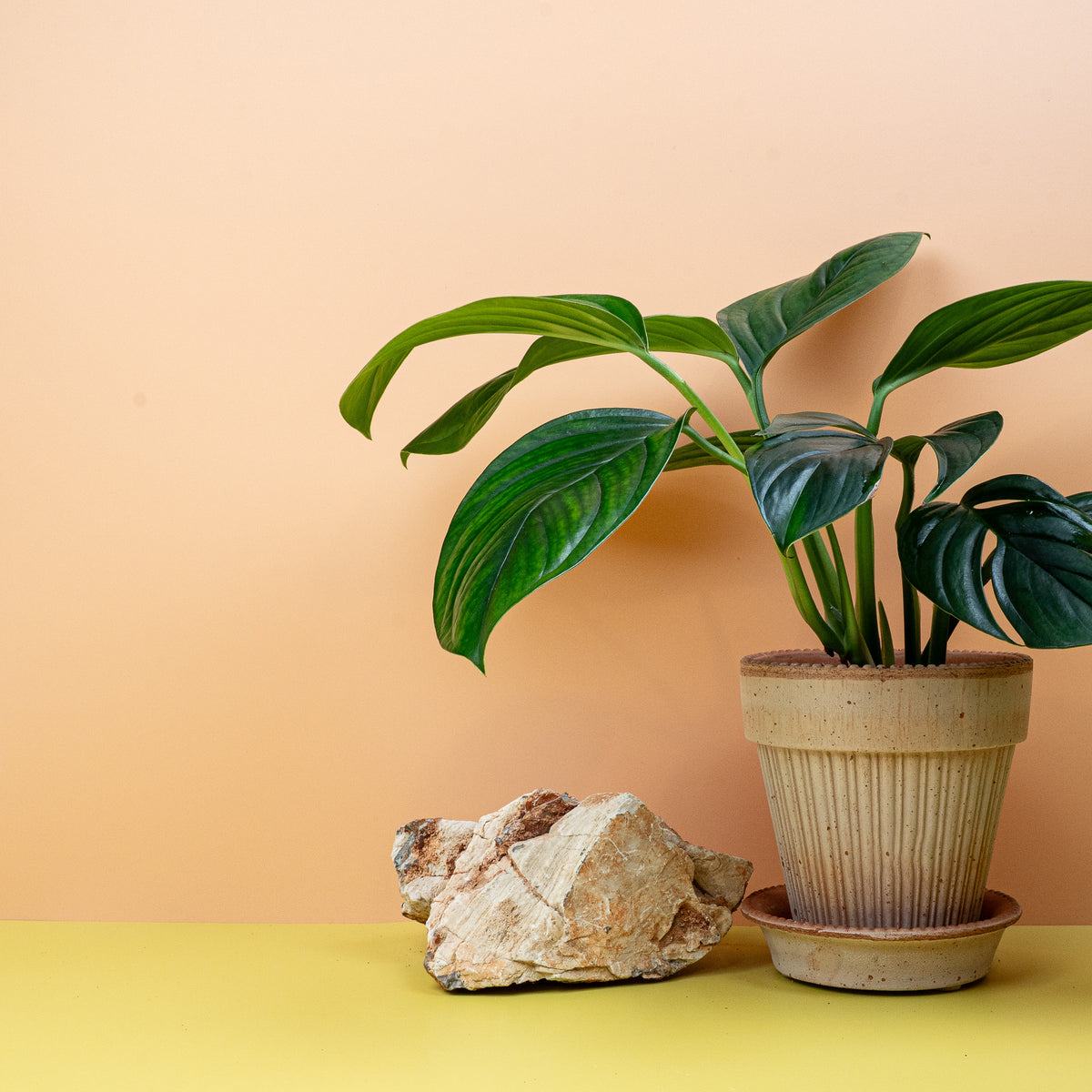 Monstera Pinnatipartita Dark, architektonische Blattform