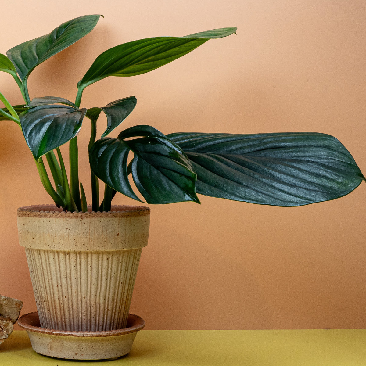 Monstera Pinnatipartita Dark im Topf