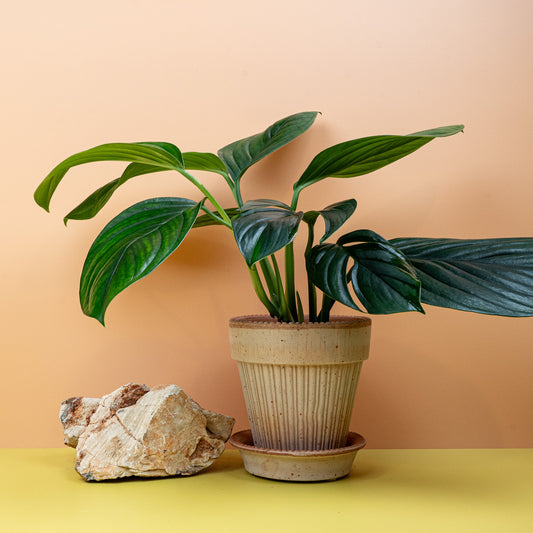 Monstera Pinnatipartita Dark, tiefgrüne Segmentblätter – potflourri