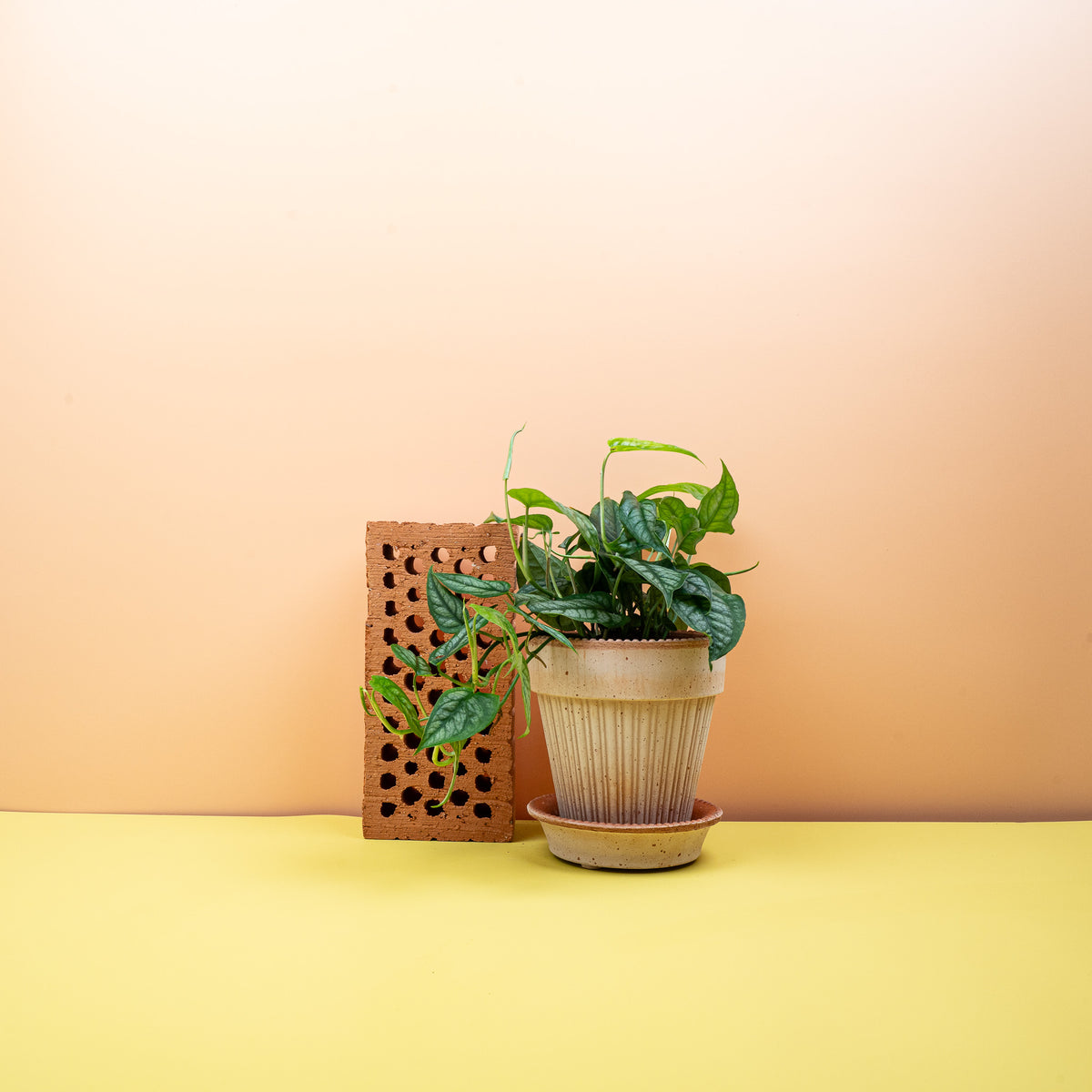 Monstera Siltepecana – Zimmerpflanze mit silbrigem Glanz – potflourri