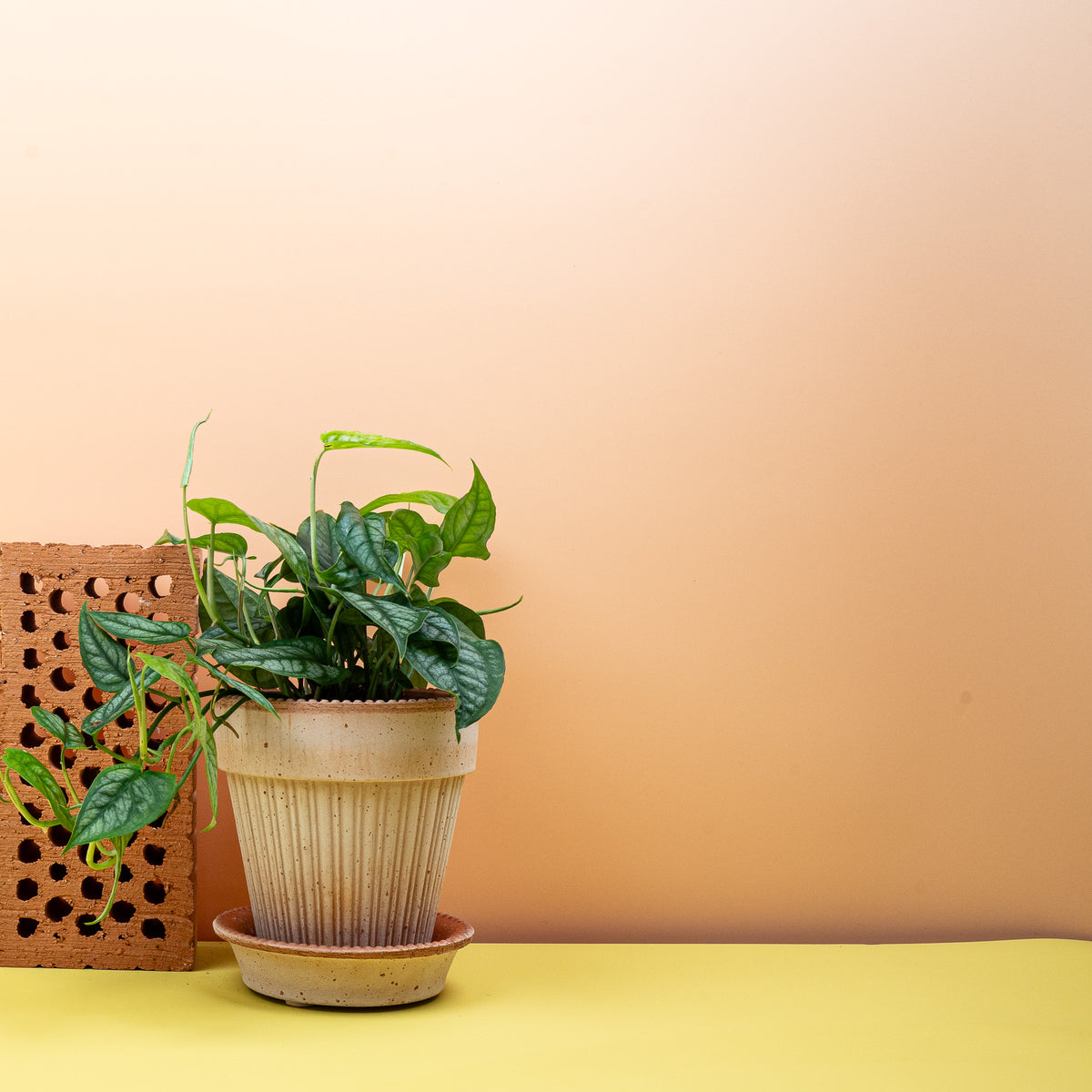 Monstera Siltepecana mit dunkelgrünen Blattadern