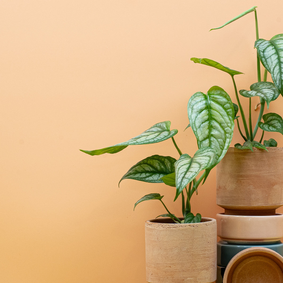 Monstera Siltepecana – Ansicht 7
