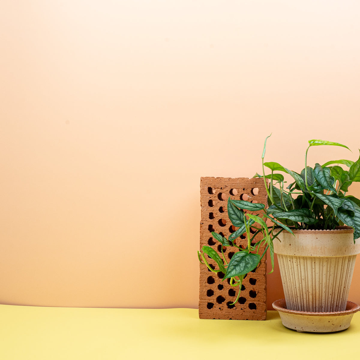 Monstera Siltepecana – kriechende Wuchsform