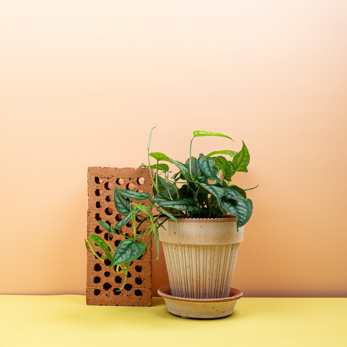 Monstera Siltepecana mit herzförmigen Blättern