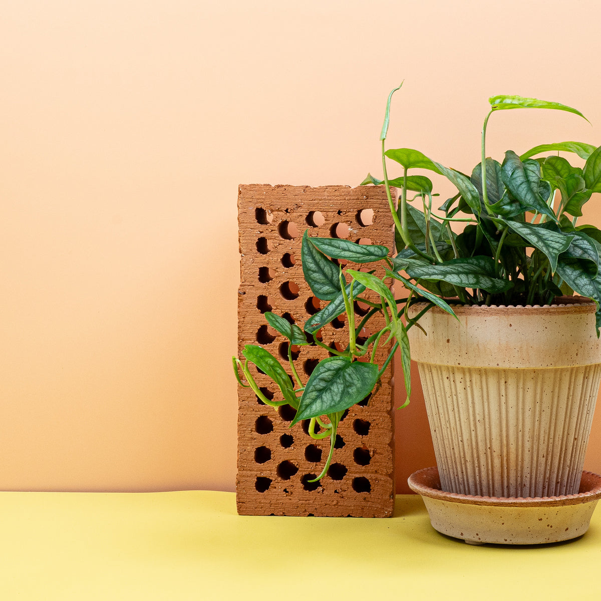 Monstera Siltepecana als Hängepflanze