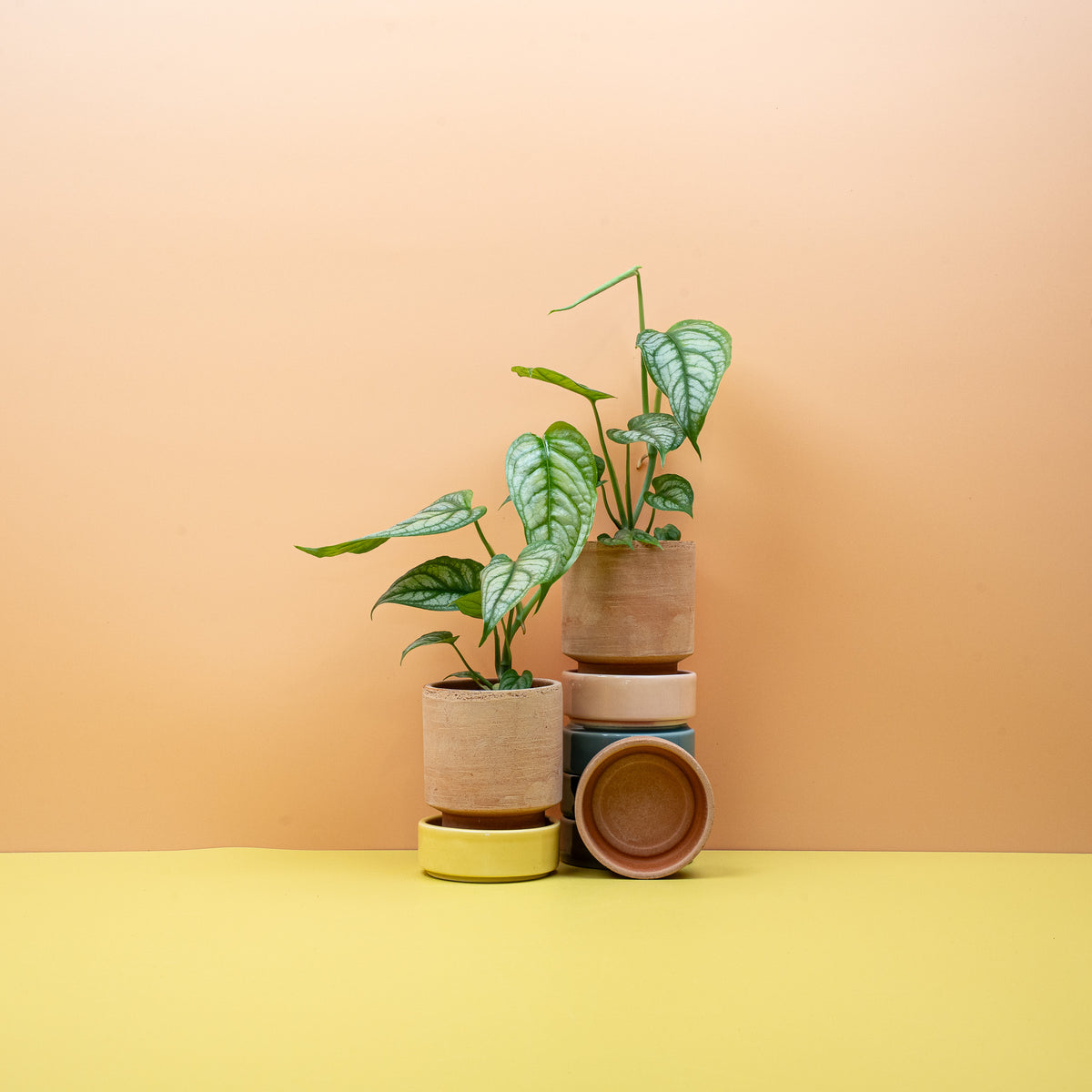 Monstera Siltepecana aus den Wäldern Mexikos