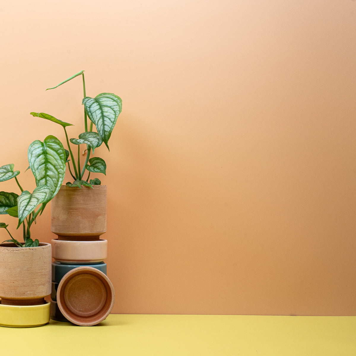 Monstera Siltepecana – Ansicht 8