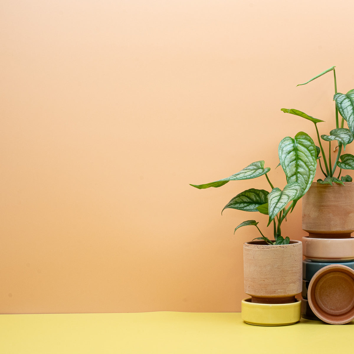 Monstera Siltepecana – Ansicht 9