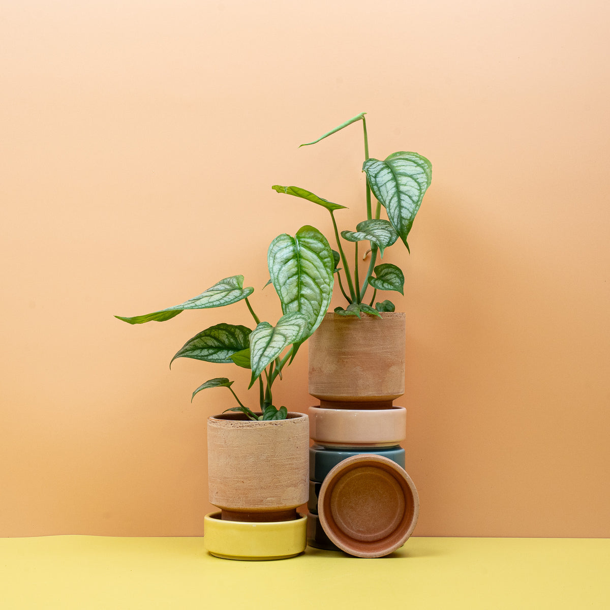 Monstera Siltepecana – Ansicht 10