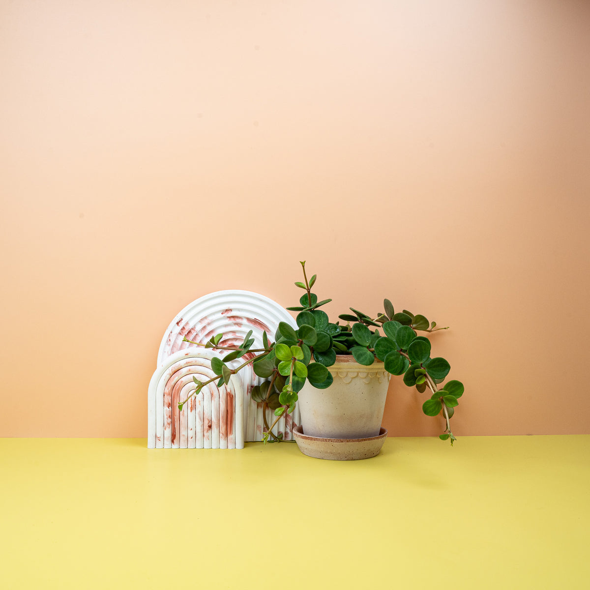 Peperomia Hope mit runden, strahlend grünen Blättern