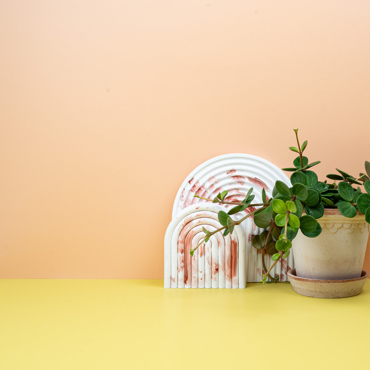 Peperomia Hope, kompakte Größe