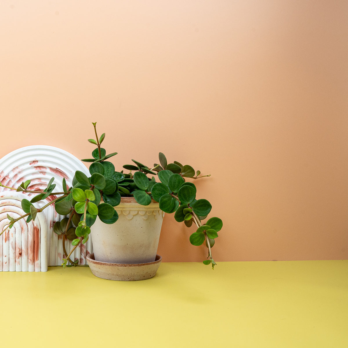 Peperomia Hope – dekorativer Charme