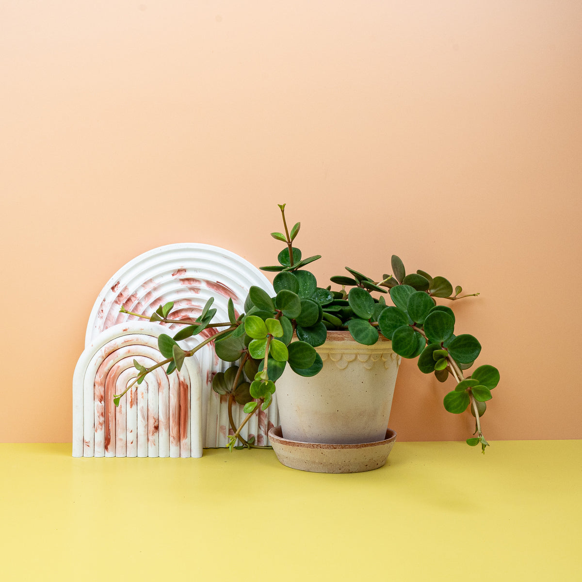 Peperomia Hope – Zwergpfeffer als Zimmerpflanze – potflourri