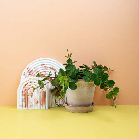 Peperomia Hope – Zwergpfeffer als Zimmerpflanze – potflourri