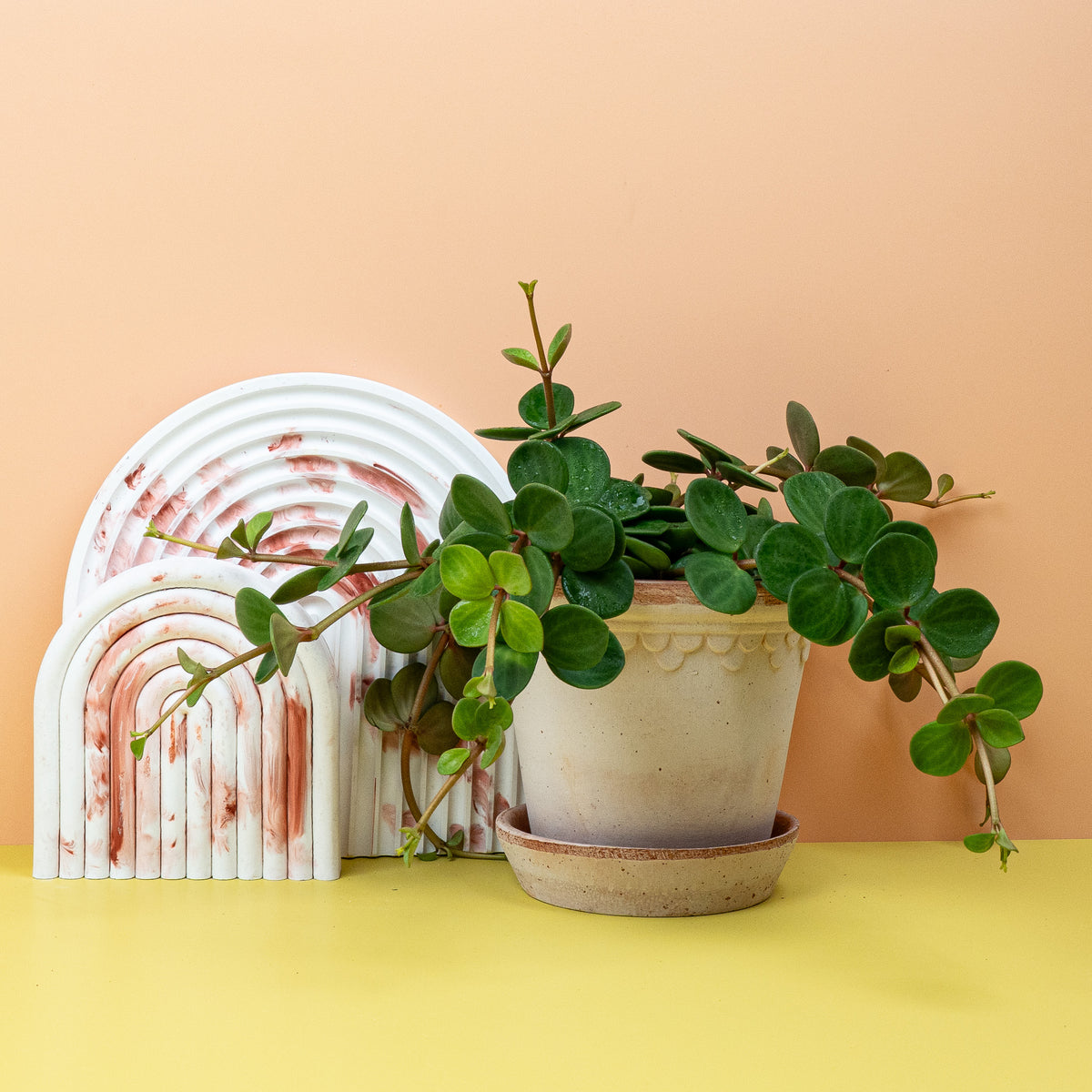 Peperomia Hope, ideal als Hängepflanze