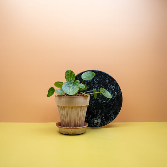 Peperomia Pilea Mojito mit marmorierten Blättern – potflourri