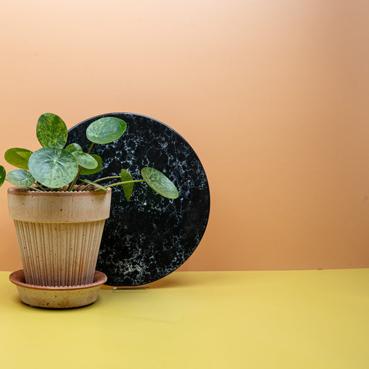 Peperomia Pilea Mojito mit marmorierten Blättern – potflourri