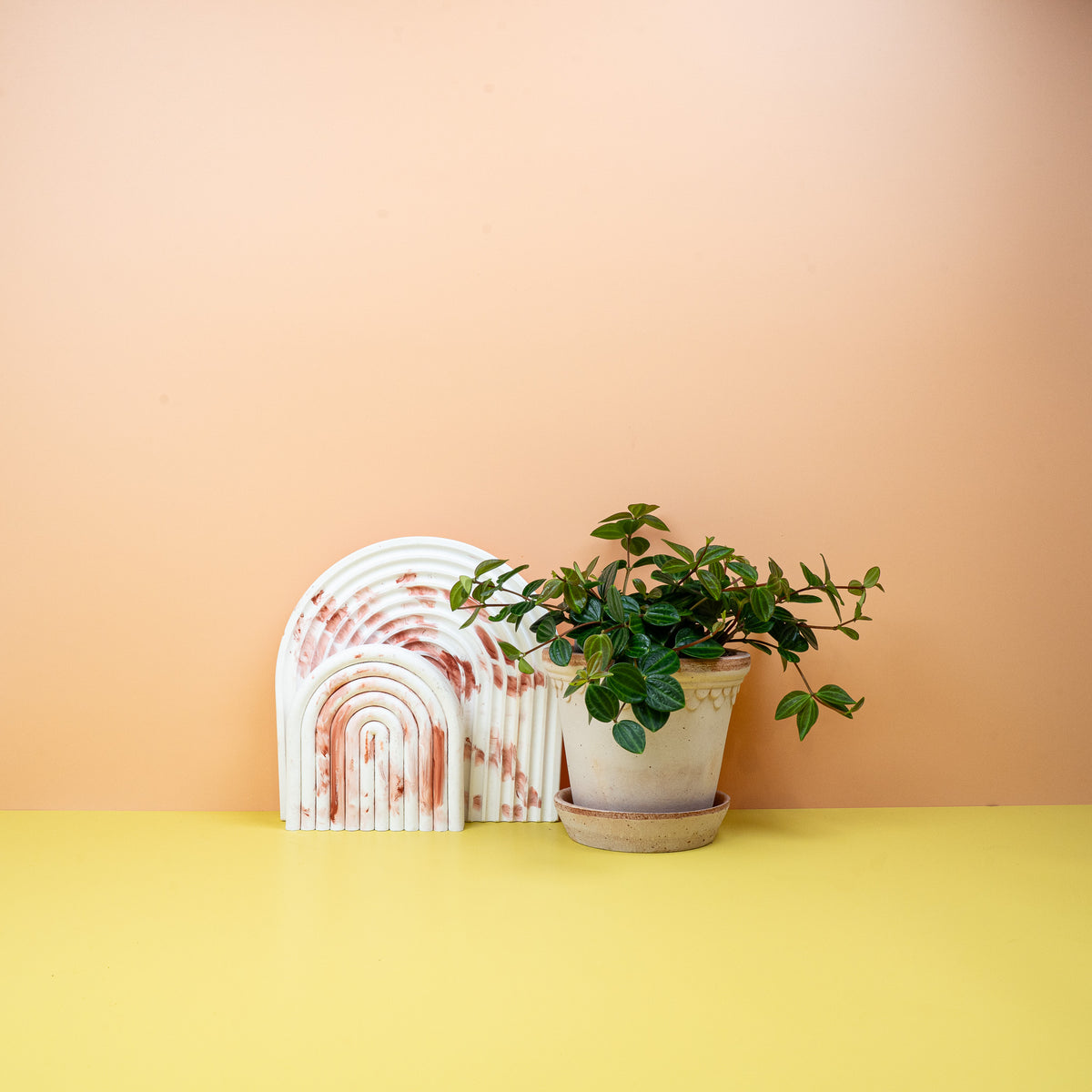 Peperomia Rocca Scuro, leicht gewellte Blätter