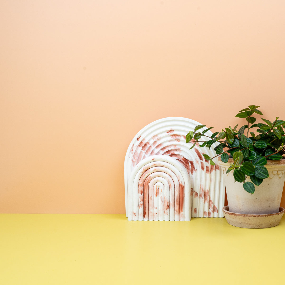 Peperomia Rocca Scuro, pflegeleichte Zimmerpflanze
