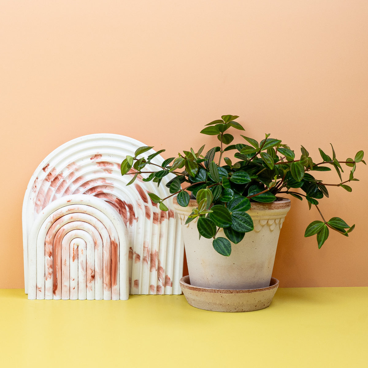 Peperomia Rocca Scuro mit luftreinigenden Eigenschaften