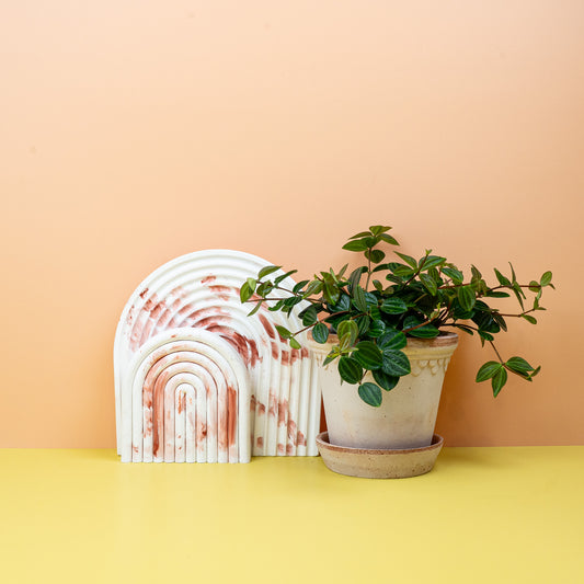 Peperomia Rocca Scuro – Zwergpfeffer mit dunkelgrünen Blättern – potflourri