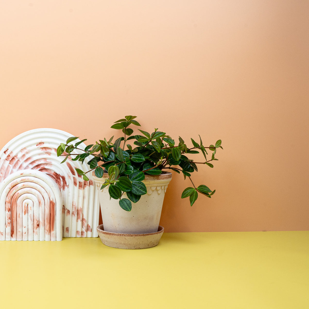Peperomia Rocca Scuro, exotische Note für den Wohnraum