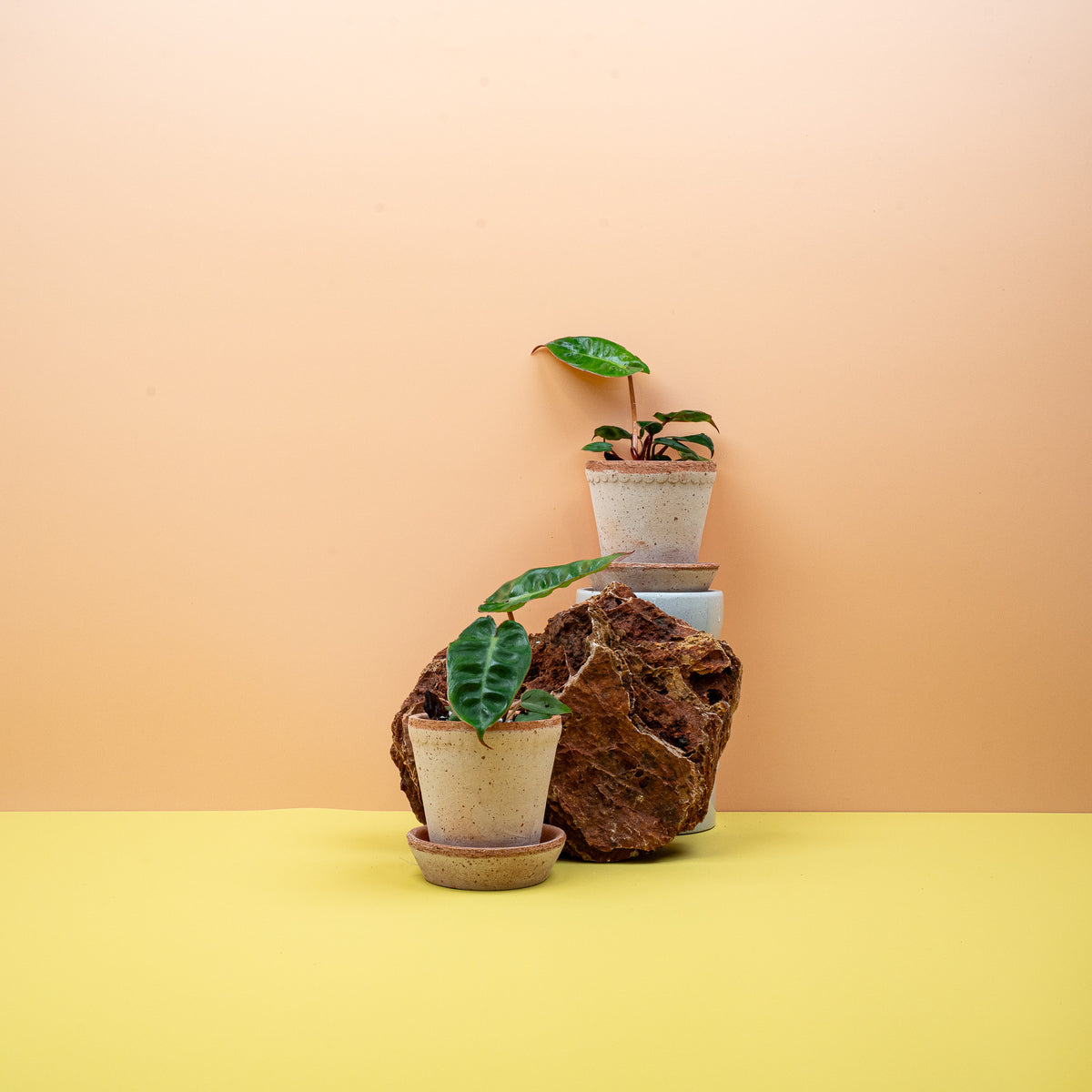 Philodendron Billietiae – Jungpflanze im Anzuchttopf – potflourri