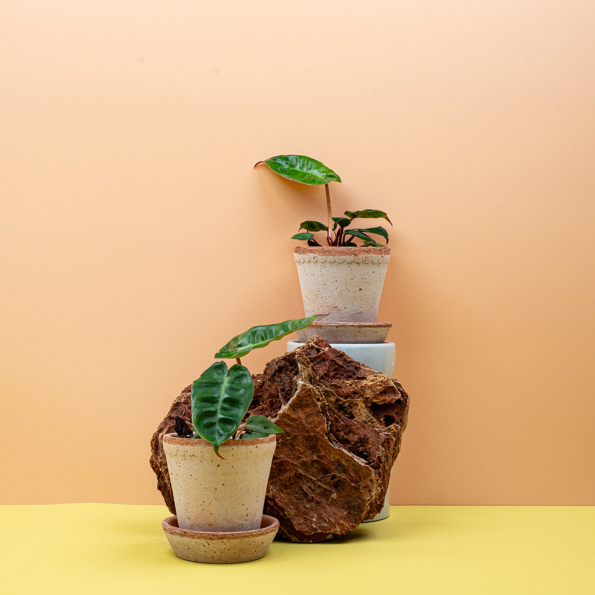 Philodendron Billietiae – mehrere Blätter mit orangen Stielen – potflourri