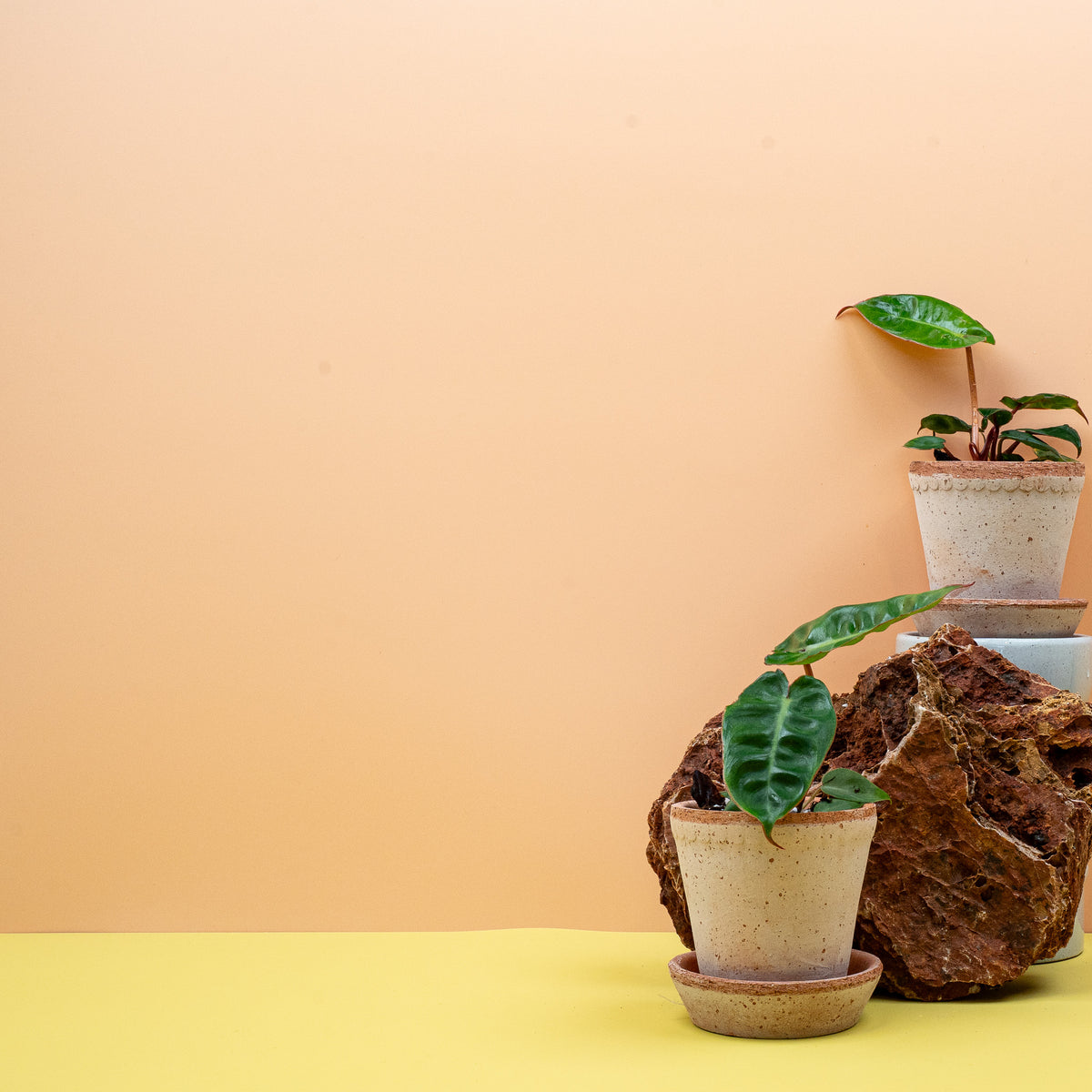 Philodendron Billietiae – Blattunterseite mit ausgeprägter Mittelrippe – potflourri