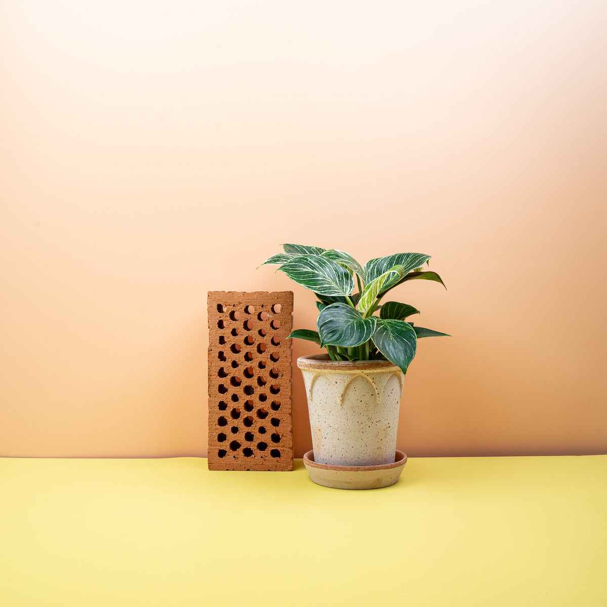 Philodendron Birkin – Zimmerpflanze mit feinen Streifen – potflourri