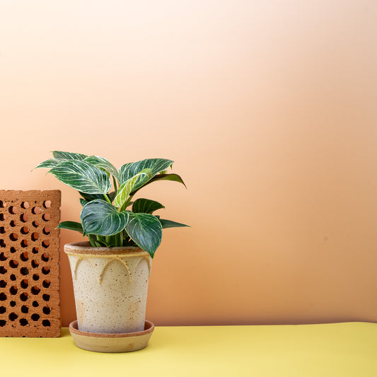 Philodendron Birkin – Zimmerpflanze mit feinen Streifen – potflourri