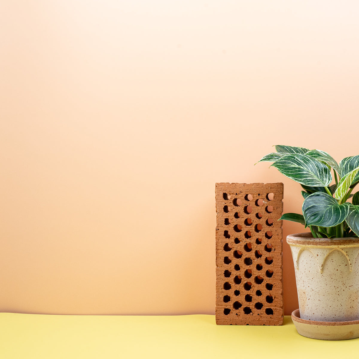 Philodendron Birkin – individuelle Blattzeichnung