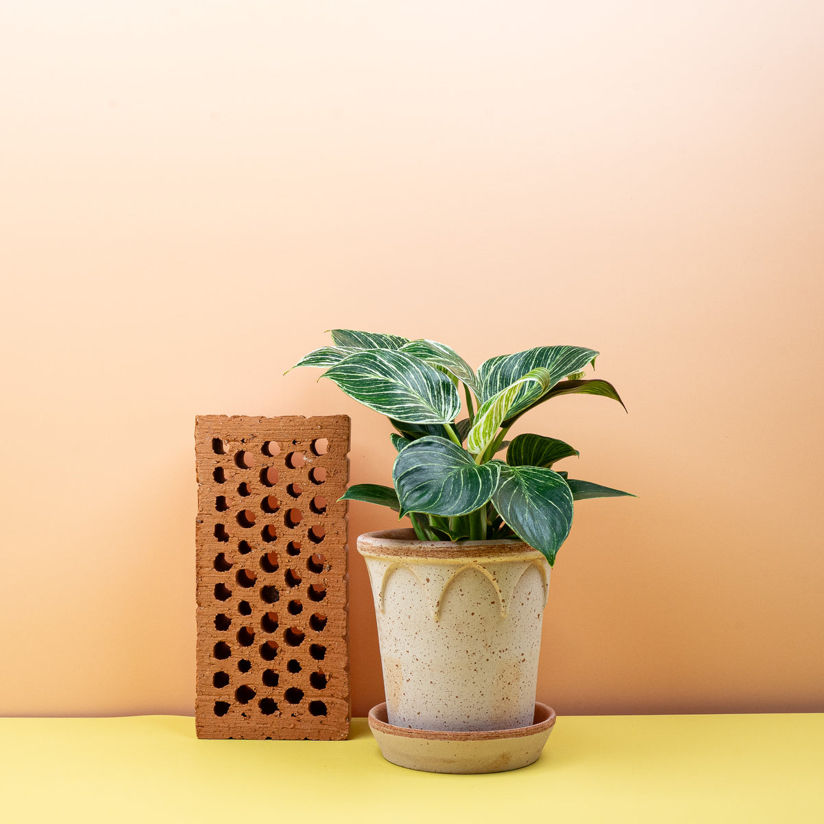 Philodendron Birkin, kompakter Wuchs