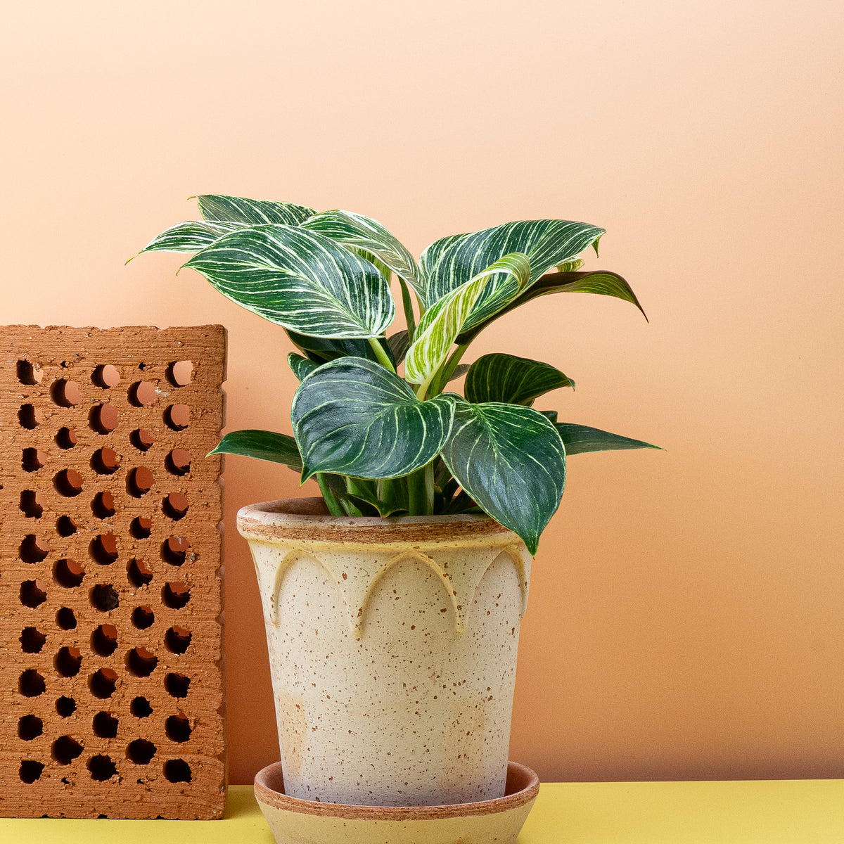 Philodendron Birkin – modernes Design-Element