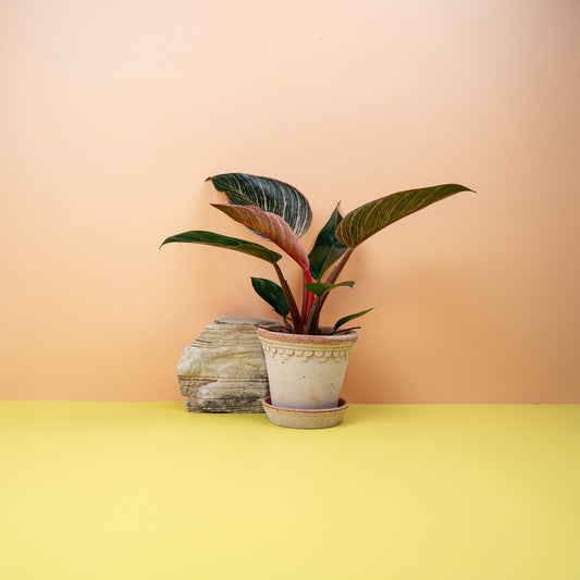 Philodendron Birkin Pink – Zimmerpflanze mit rosafarbenen Streifen – potflourri