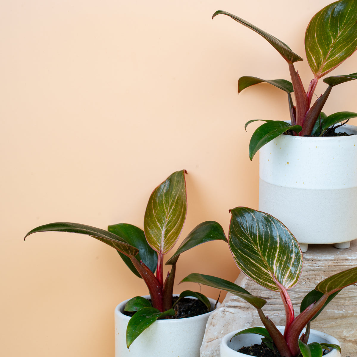 Philodendron Birkin Pink Topfpflanze in Größe XS und M