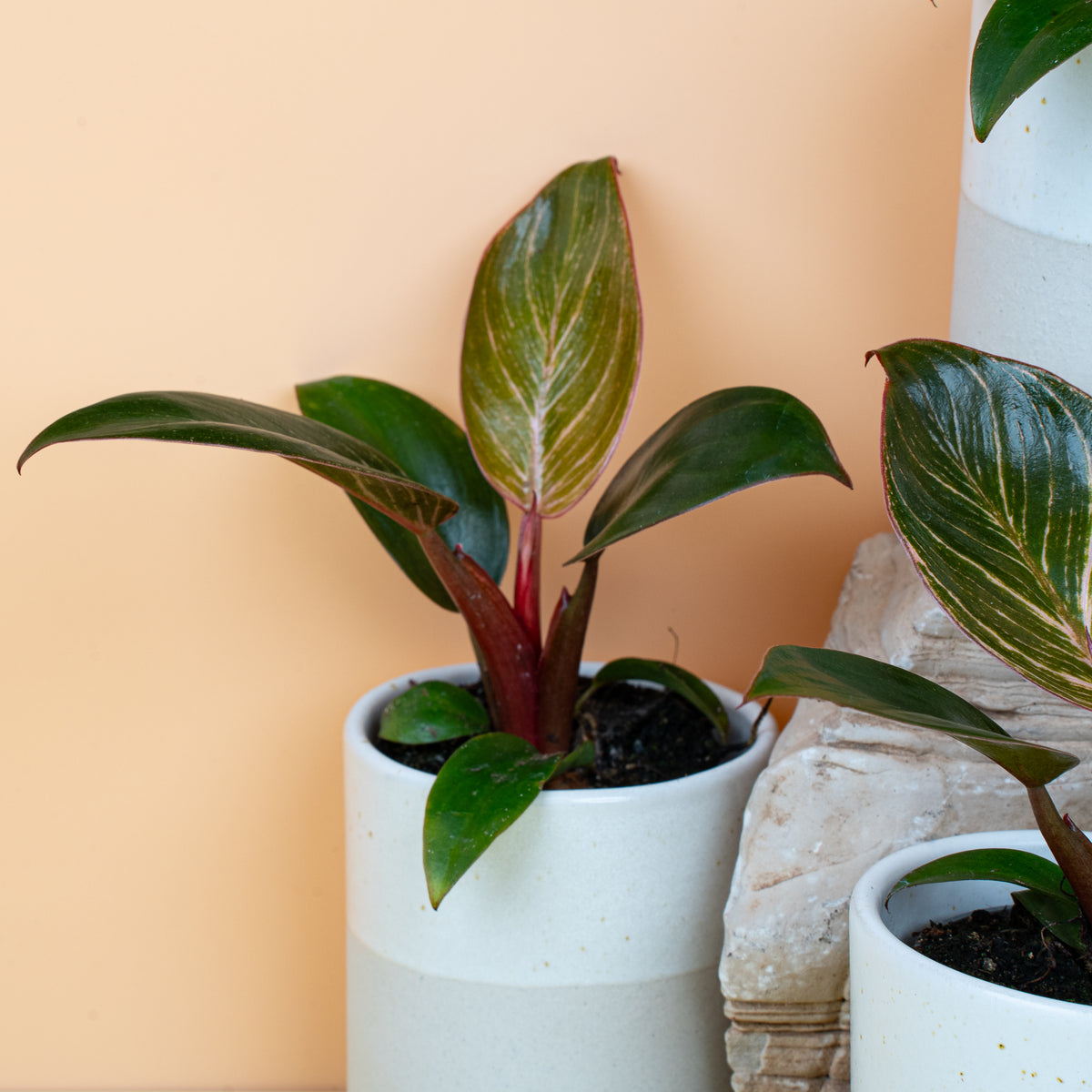 Philodendron Birkin Pink, feine rosé Linien auf dunklem Grün