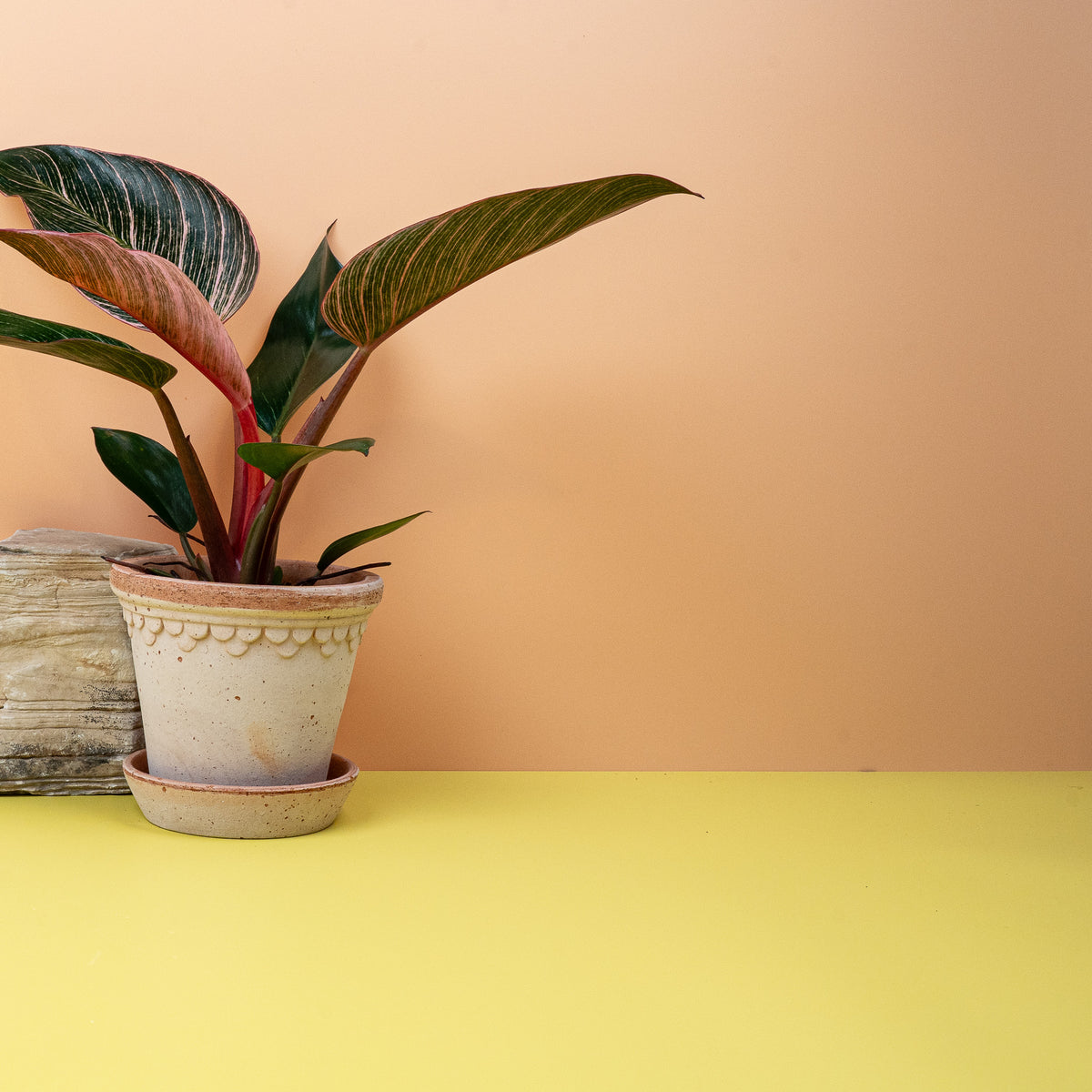 Philodendron Birkin Pink, leuchtendes Grün mit zartem Roséton