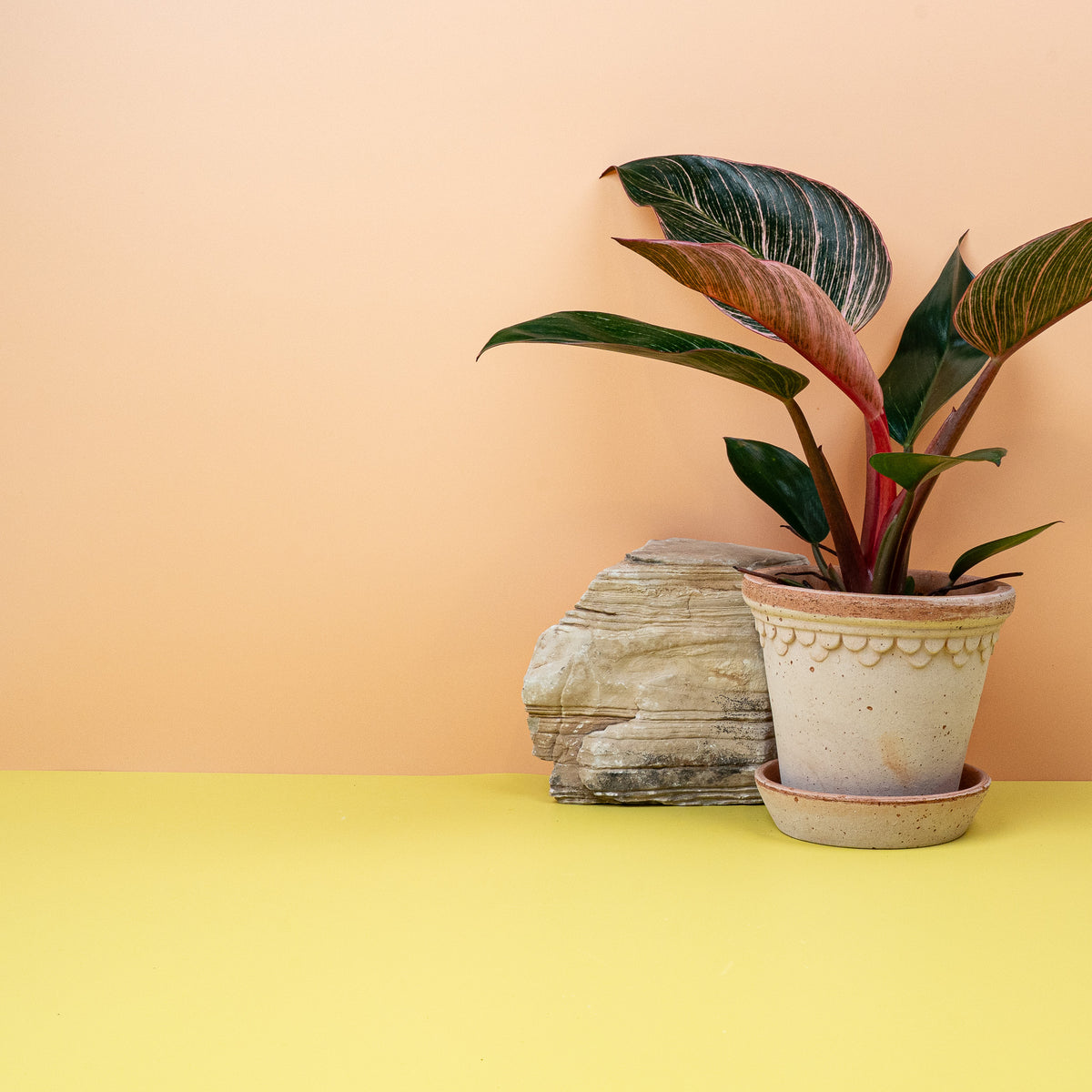 Philodendron Birkin Pink, kunstvoll gemusterte Blätter