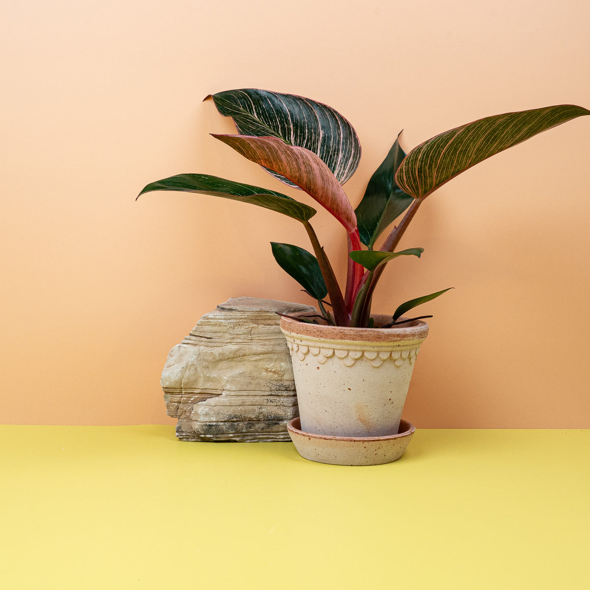 Philodendron Birkin Pink, jedes Blatt ein Unikat