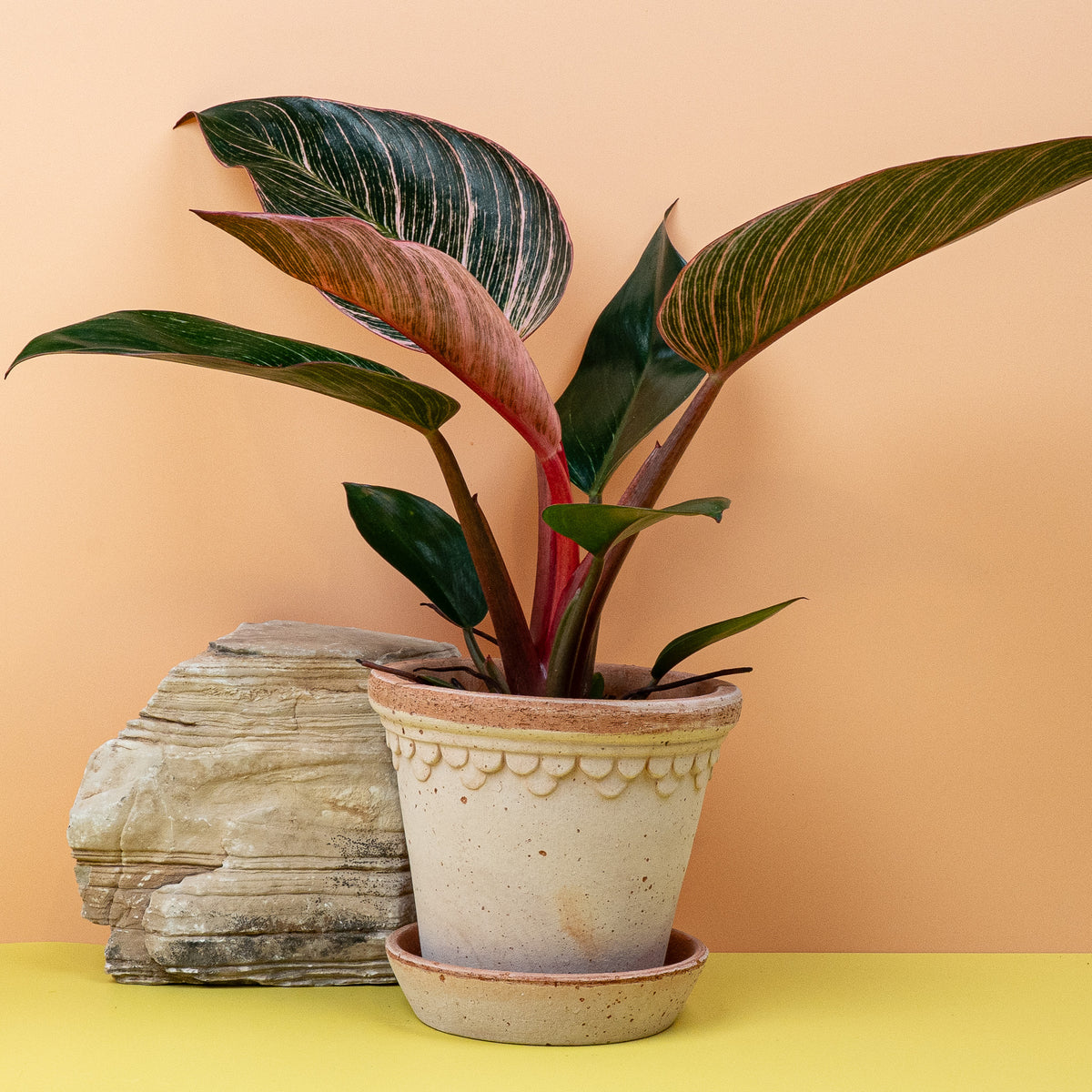 Philodendron Birkin Pink, kompakte Wuchsform
